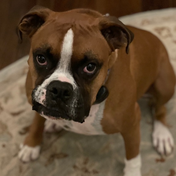 Meet your Posher, Cemal - Picture 1 of 1